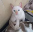 Salaminho