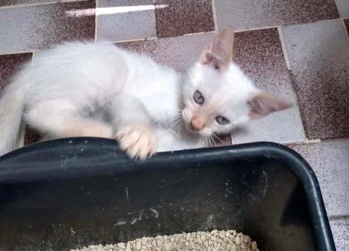 Gato ra a SRD idade Abaixo de 2 meses nome Salaminho
