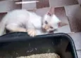 Salaminho