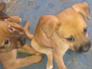 Cachorro raça Vira lata idade 7 a 11 meses nome Cachorro