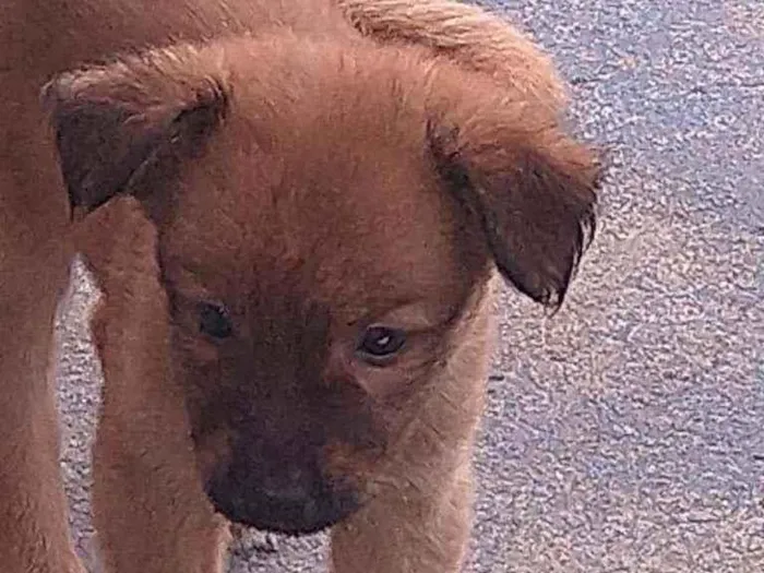 Cachorro ra a Vira lata idade 7 a 11 meses nome Cachorro