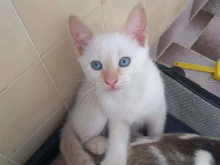 Gato ra a SRD idade Abaixo de 2 meses nome Salaminho