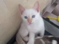 Salaminho