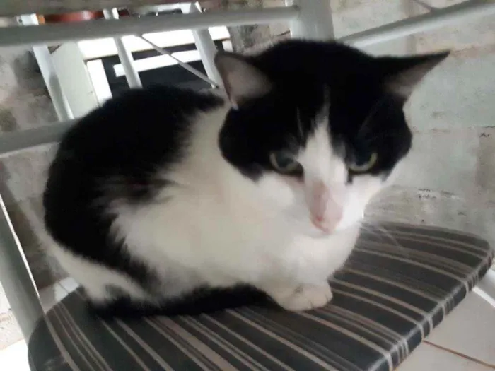 Gato ra a Sem raça  idade 6 ou mais anos nome Mitisy