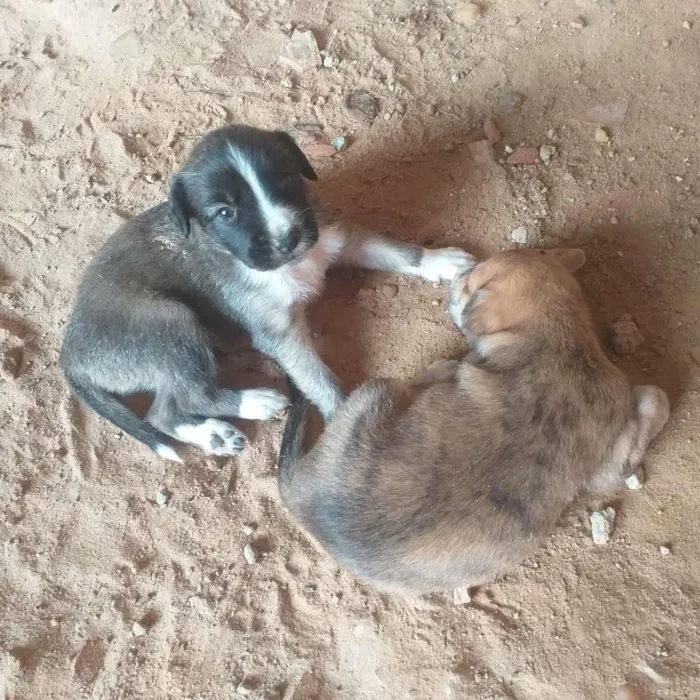 Cachorro ra a SRD-ViraLata idade Abaixo de 2 meses nome Esperanças