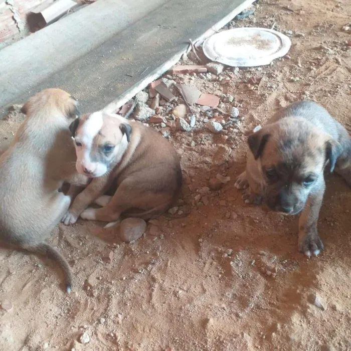 Cachorro ra a SRD-ViraLata idade Abaixo de 2 meses nome Esperanças