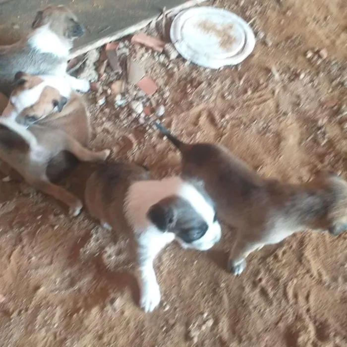 Cachorro ra a SRD-ViraLata idade Abaixo de 2 meses nome Esperanças