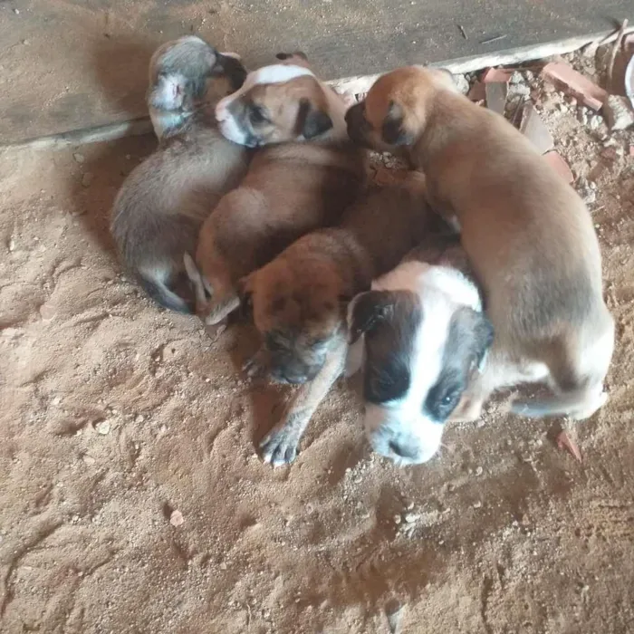 Cachorro ra a SRD-ViraLata idade Abaixo de 2 meses nome Esperanças
