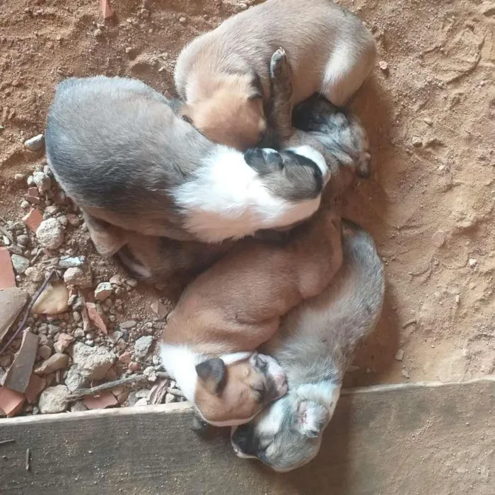 Cachorro ra a SRD-ViraLata idade Abaixo de 2 meses nome Esperanças