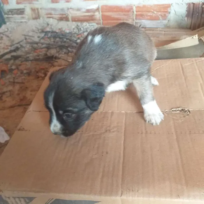 Cachorro ra a SRD-ViraLata idade Abaixo de 2 meses nome Esperanças