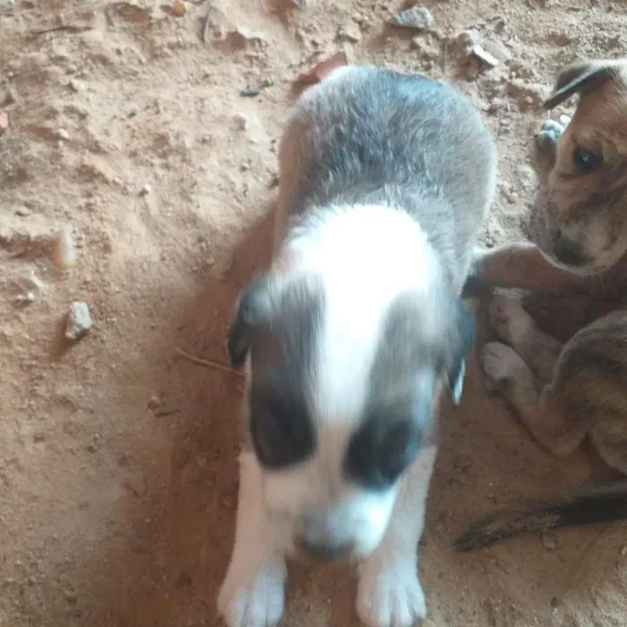 Cachorro ra a SRD-ViraLata idade Abaixo de 2 meses nome Esperanças