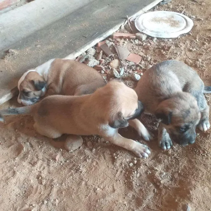 Cachorro ra a SRD-ViraLata idade Abaixo de 2 meses nome Esperanças