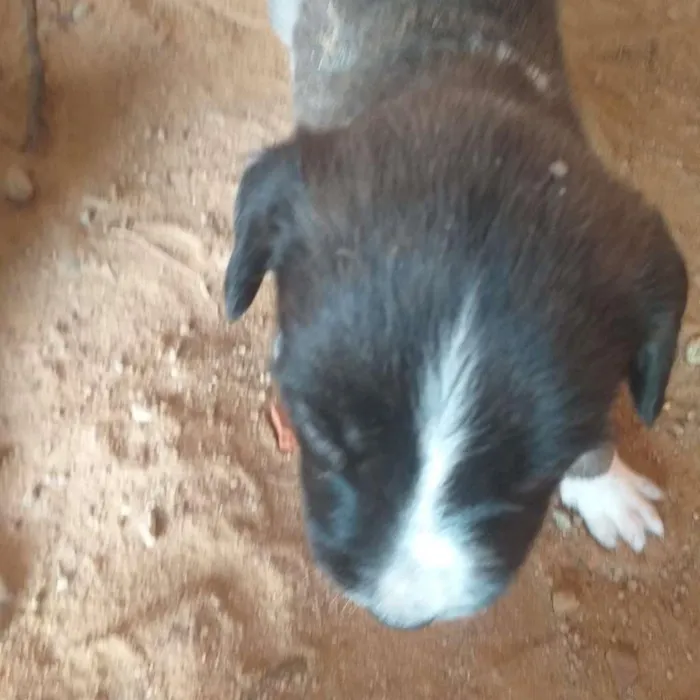 Cachorro ra a SRD-ViraLata idade Abaixo de 2 meses nome Esperanças