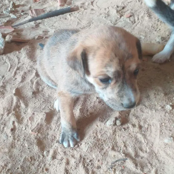 Cachorro ra a SRD-ViraLata idade Abaixo de 2 meses nome Esperanças
