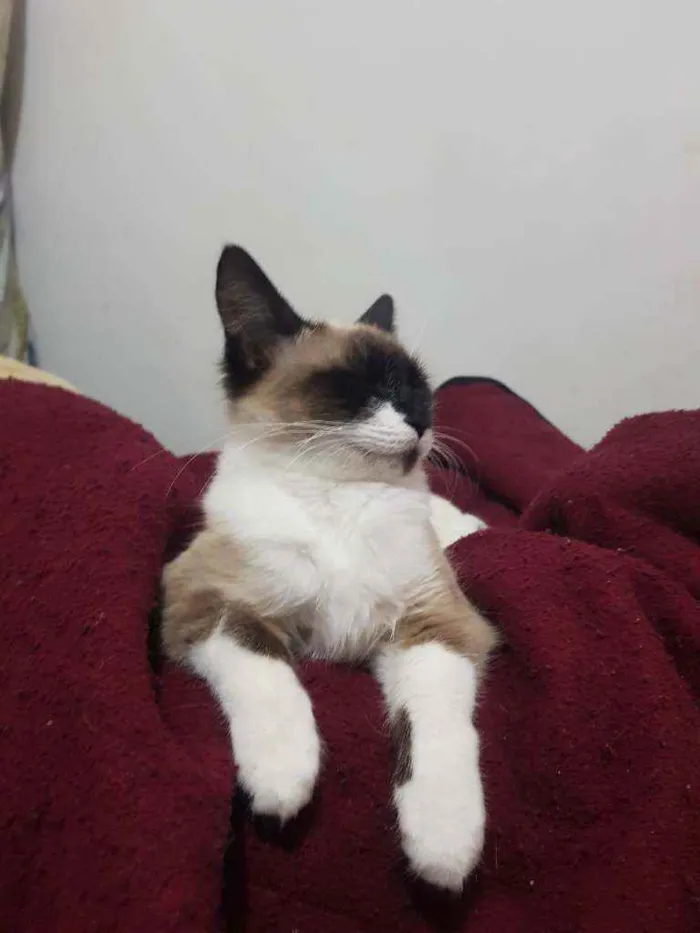 Gato ra a Sem raça  idade 2 anos nome Jasmini