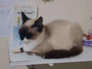 Gato raça Sem raça  idade 2 anos nome Jasmini