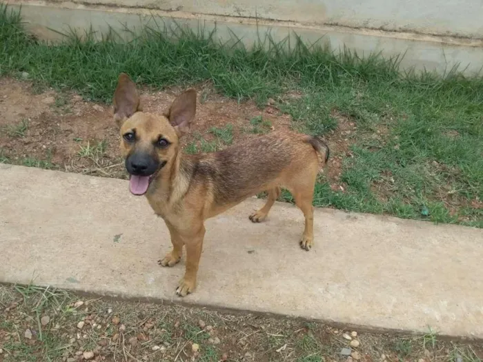 Cachorro raça vira-lata idade 2 a 6 meses nome sem nome