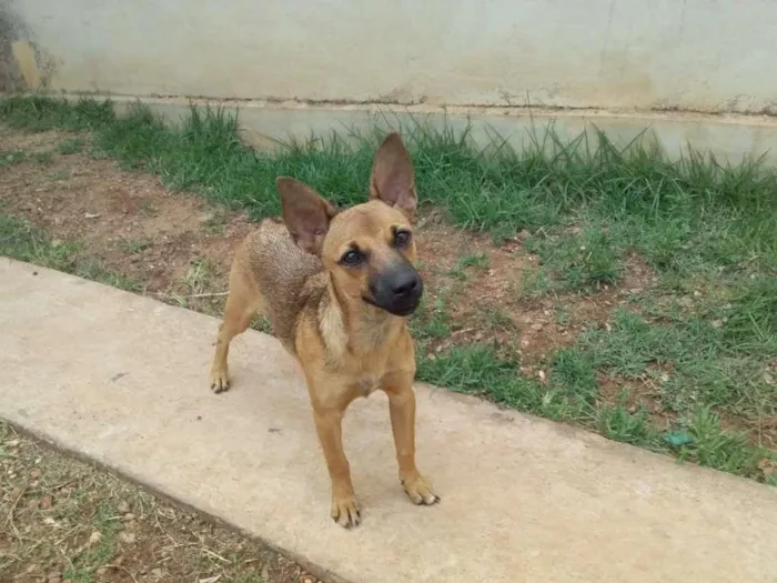 Cachorro raça vira-lata idade 2 a 6 meses nome sem nome
