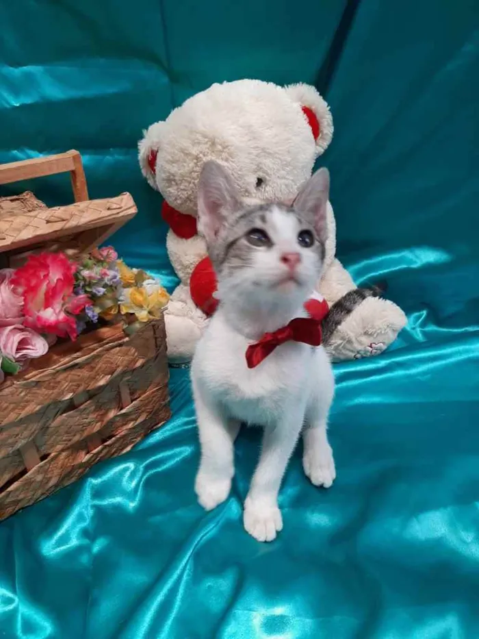 Gato ra a SEM RAÇA DEFINIDA.  idade 2 a 6 meses nome SEM NOME.