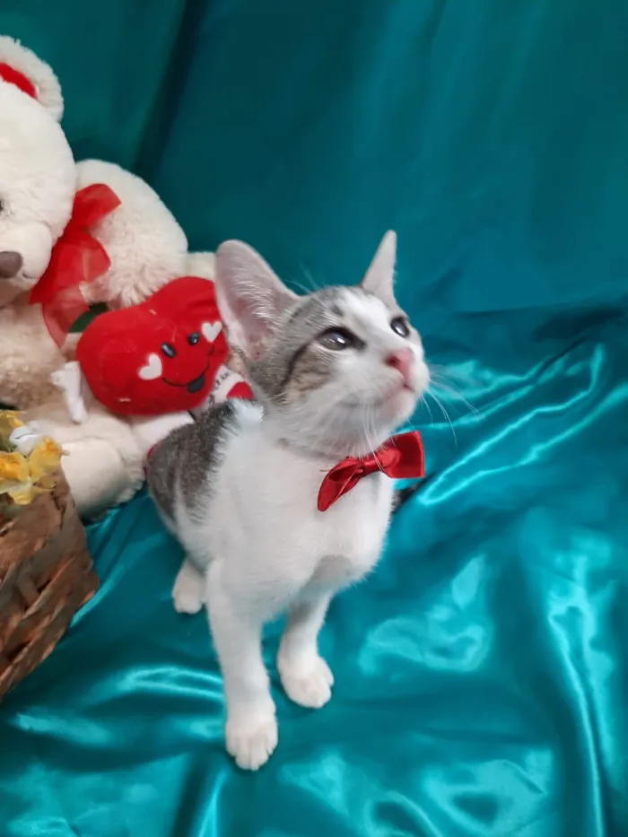 Gato ra a SEM RAÇA DEFINIDA.  idade 2 a 6 meses nome SEM NOME.