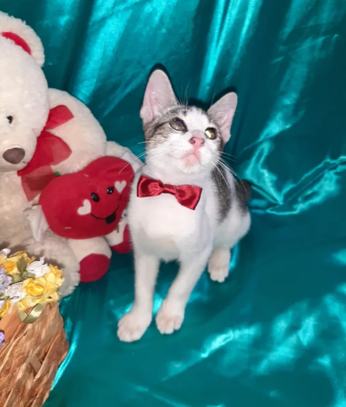 Gato ra a SEM RAÇA DEFINIDA.  idade 2 a 6 meses nome SEM NOME.