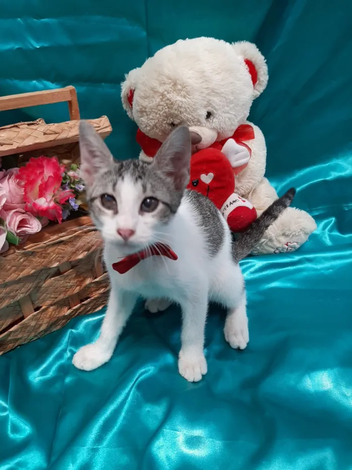 Gato ra a SEM RAÇA DEFINIDA.  idade 2 a 6 meses nome SEM NOME.