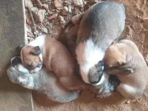 Cachorro raça SRD-ViraLata idade Abaixo de 2 meses nome Esperanças