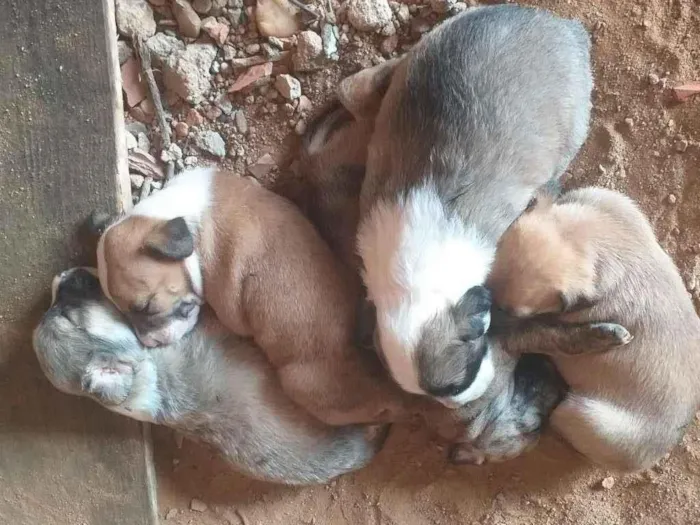 Cachorro ra a SRD-ViraLata idade Abaixo de 2 meses nome Esperanças
