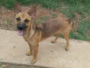 Cachorro raça vira-lata idade 2 a 6 meses nome sem nome