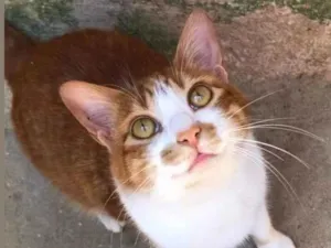 Gato raça SRD-ViraLata idade 7 a 11 meses nome YELLOW