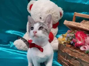 Gato raça SEM RAÇA DEFINIDA.  idade 2 a 6 meses nome SEM NOME.