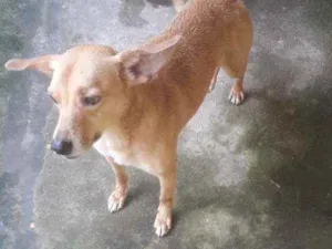 Cachorro raça Vira lata  idade 4 anos nome Galego