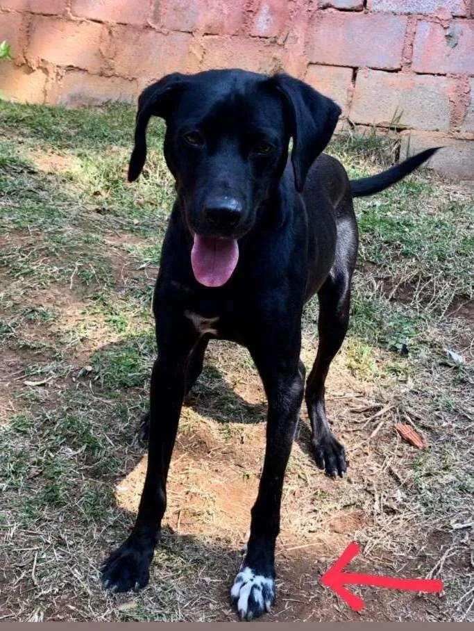 Cachorro raça SRD-ViraLata idade 1 ano nome DIEGO