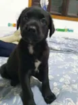 Cachorro raça SRD idade 2 a 6 meses nome Filhotes :)
