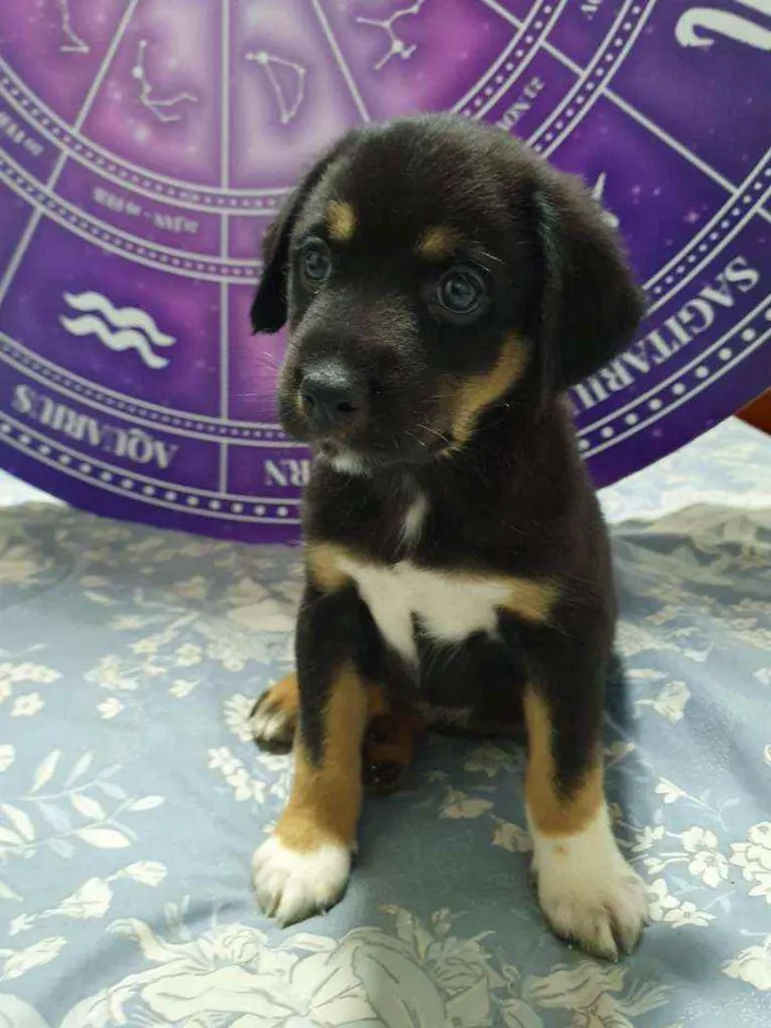 Cachorro raça SRD idade 2 a 6 meses nome Filhotes :)