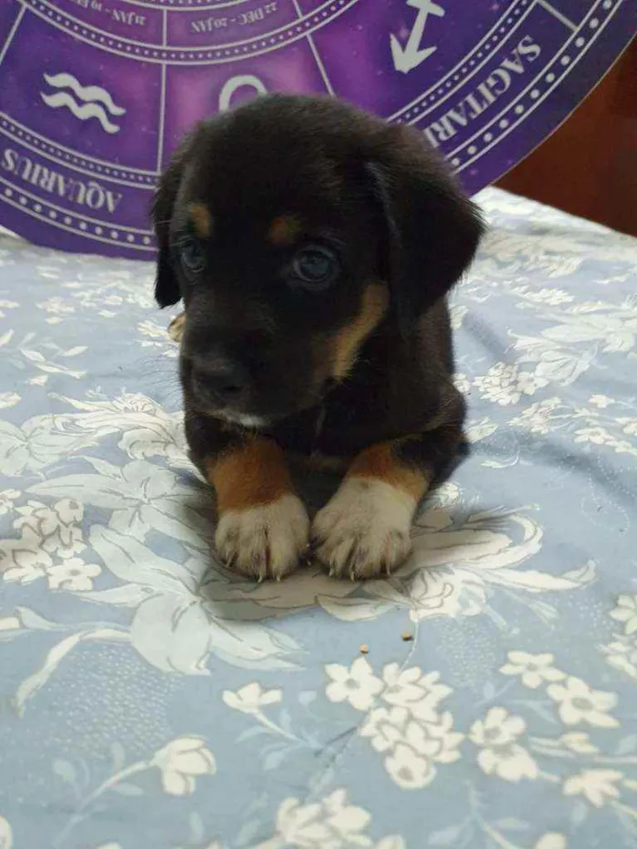 Cachorro raça SRD idade 2 a 6 meses nome Filhotes :)