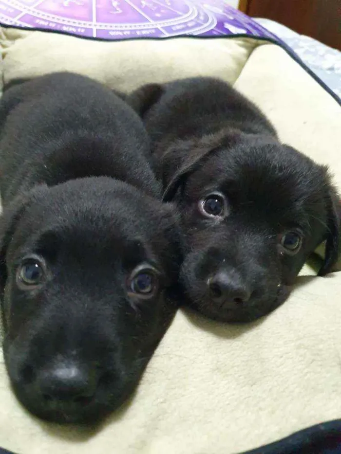 Cachorro raça SRD idade 2 a 6 meses nome Filhotes :)