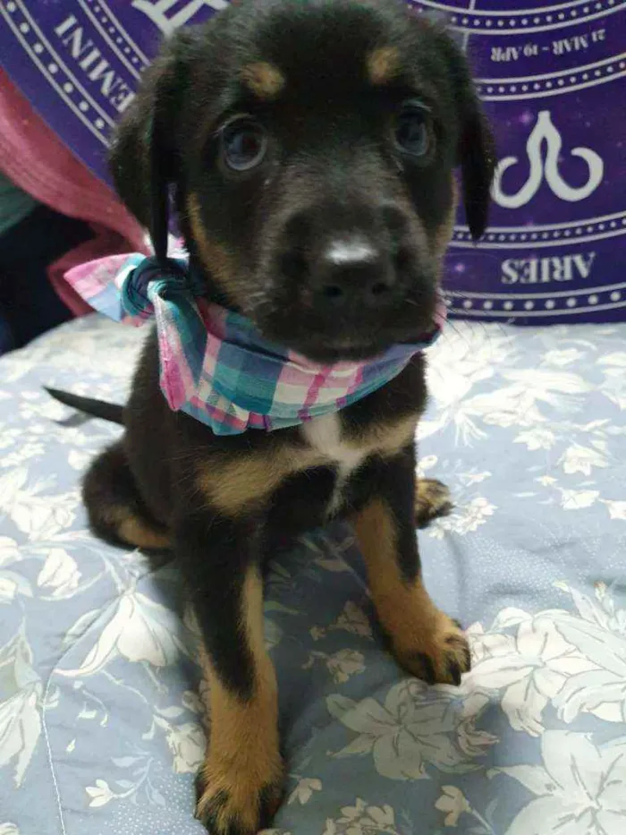 Cachorro raça SRD idade 2 a 6 meses nome Filhotes :)