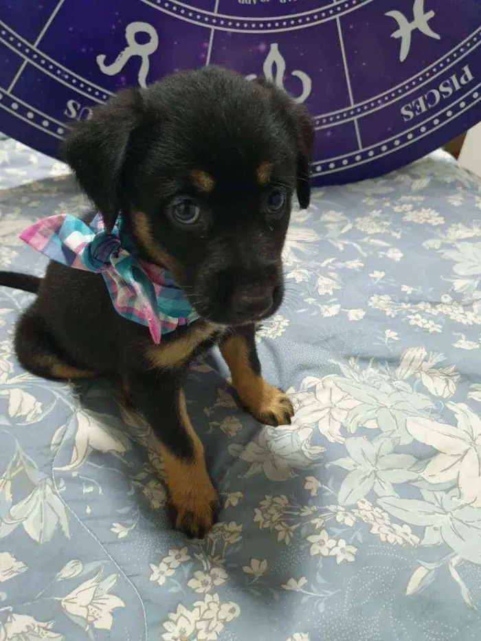 Cachorro raça SRD idade 2 a 6 meses nome Filhotes :)