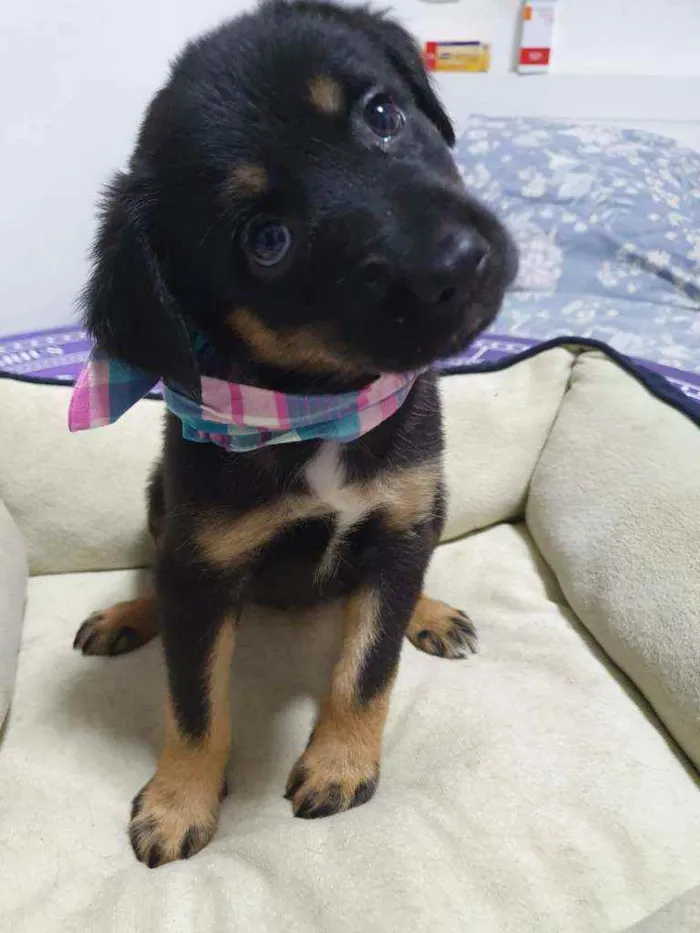 Cachorro raça SRD idade 2 a 6 meses nome Filhotes :)