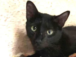 Cachorro raça SRD-ViraLata idade 2 a 6 meses nome LEON