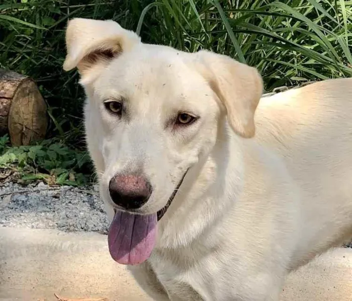 Cachorro raça SRD-ViraLata idade 1 ano nome APOLLO