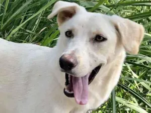 Cachorro raça SRD-ViraLata idade 1 ano nome APOLLO