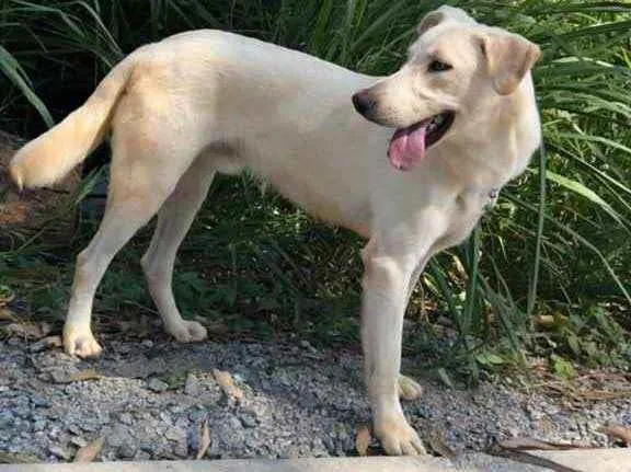 Cachorro raça SRD-ViraLata idade 1 ano nome APOLLO