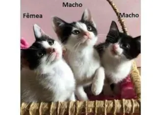 Gato raça SRD-ViraLata idade Abaixo de 2 meses nome Gatinhos