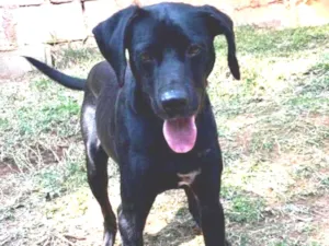 Cachorro raça SRD-ViraLata idade 1 ano nome DIEGO