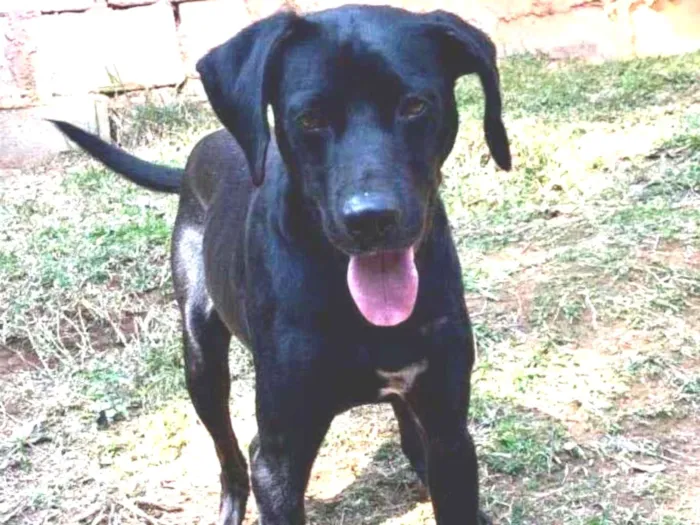 Cachorro raça SRD-ViraLata idade 1 ano nome DIEGO