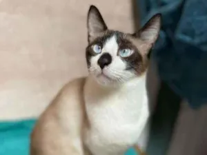 Gato raça SRD-ViraLata idade 2 a 6 meses nome PIETRO