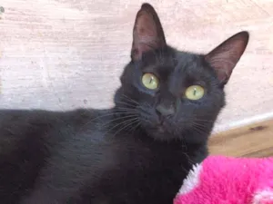 Gato raça SRD-ViraLata idade 7 a 11 meses nome FELIX