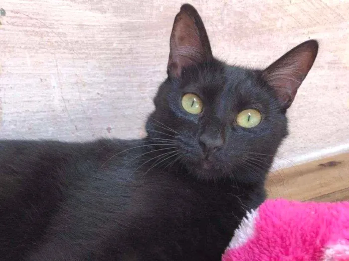 Gato raça SRD-ViraLata idade 7 a 11 meses nome FELIX